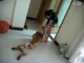 Dog plays dead to avoid bath time
