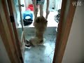 Dog plays dead to avoid bath time