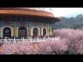 Panasonic Lumix ZS10 Test Movie #1 (Prunus × yedoensis, Japan Sakura, ...