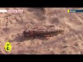 Antichrist : Plague of Locust invade Israel on the eve of the Passover visit of Obama (Mar 13, 2013)