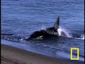 Killer Whale vs. Sea Lions