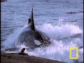 Killer Whale vs. Sea Lions