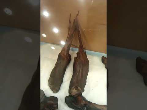 اجساد مش هتقدر تصدق انها مر على استشهادها الف السنين - صوت وصوره لايف
