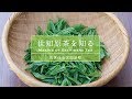 動画「世知原茶を知る～世知原茶ができるまで～」を公開しました。の動画イメージ