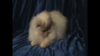 Himalayan cat - Персидская кошка крем-пойнт - САН-Эжени - PCA
