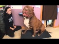 Biggest bully pitbull on earth ON SCALE 173lbs 17 months THE HULK! Of ddkline | Check us out for more on our Facebook fan page click here https://www.facebook.com/pages/DarkDynastyK9s/124994917614249 page our most active media ...