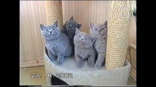 Британские котята питомника британских кошек Silvery Snow