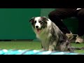 Agility - International - Large - Agility - Crufts 2012