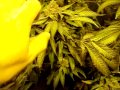 WEEK8 Final Flush-GrapeApe5X5 Medical Marijuana Grow Tent