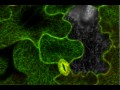 Cortical Microtubules in a leaf movie clip
