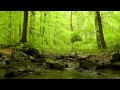 Sounds of Nature: 60 relaxing minutes of Woodlands, Trickling Stream, Babbling Brooks, Bird Sounds
