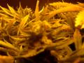 ready to harvest - medical cannabis - harvesting