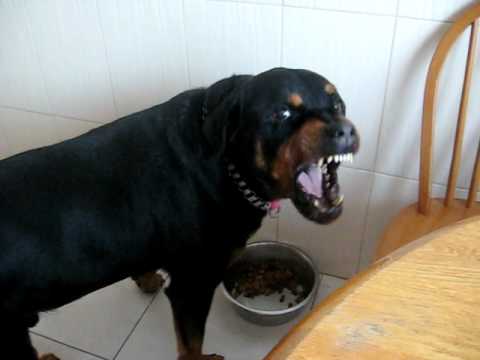 Rottweiler Dog Attacks Video Dailymotion Rottweiler Dog Attacks Video Dailymotion