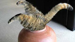猫が壺の中に入るのは｢そこに壺があるから｣だ。