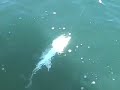 Jack Crevalle fishing