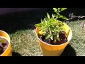 Gardening in Pots (final update)