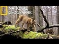 National Geographic - Wild Balkan - Full documentary - HD