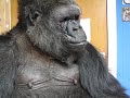 Koko Responds to a Sad Movie