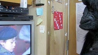 Gorila emociona-se com filme