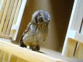 Cute Owl Hunts Invisible Prey
