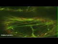 Cytoskeletal elements at the plant cell cortex movie clip