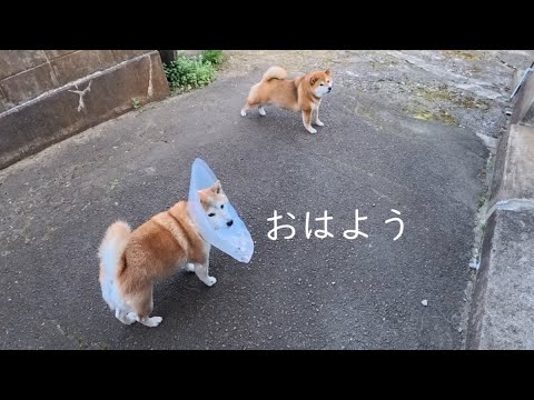 2025年7月21日(月) 脱エリカラ拒否柴 サムネイル