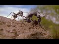 Ants - Attenborough: Life in the Undergrowth - BBC