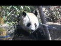 上野動物園、パンダの公開始まる