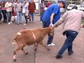 CARNEIRO ATACA PESSOAS EM FRENTE À PENITENCIÁRIA