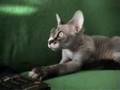 Sphynx meowing? Sphynx meowing?
