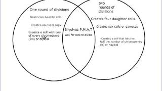 Mitosis Meiosis Differences Chart