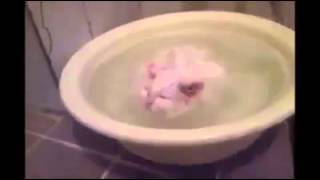 Cat refuses to get out of warm bath