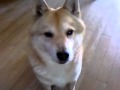 とぼける犬 Youtube