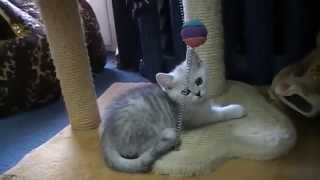 Британские котята на british-chinchilla.dp.ua