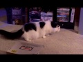 Shadow and remote control car