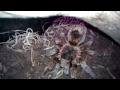 chilean copper, paraphysa scrofa temperament