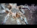 chilean copper, paraphysa scrofa temperament