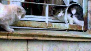 Кошки ахах