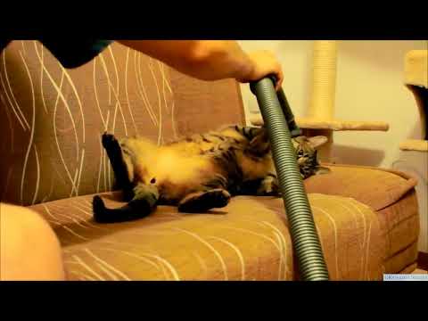 Cat Really Loves Being Vacuumed FTRhiOeRzfA