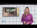 CAT Ratings for Multimeters - Tech Tip