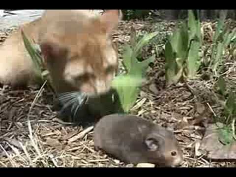 funny cat videos. Funny cat video montage.