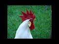Rooster Crowing in the Morning