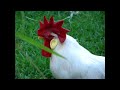 Rooster Crowing in the Morning