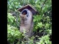 Bird Houses Video That Will Shock and Awe You