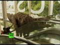 Dinosaurs in Australia: Fright at the Museum