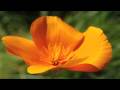 Gardening Tips & Flowers : How to Grow California Poppy (Eschscholzia Californica)