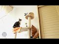 Scaredy Cats