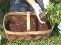 Container Gardening: Container Herb Garden