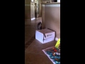 Norwegian Forest Cat in a Box | 