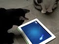 ipad & Charley Cat fishing game & piano